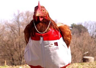 A chicken wearing a white shirt.