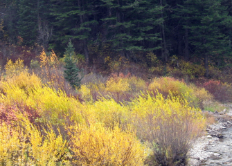 A forest of trees.